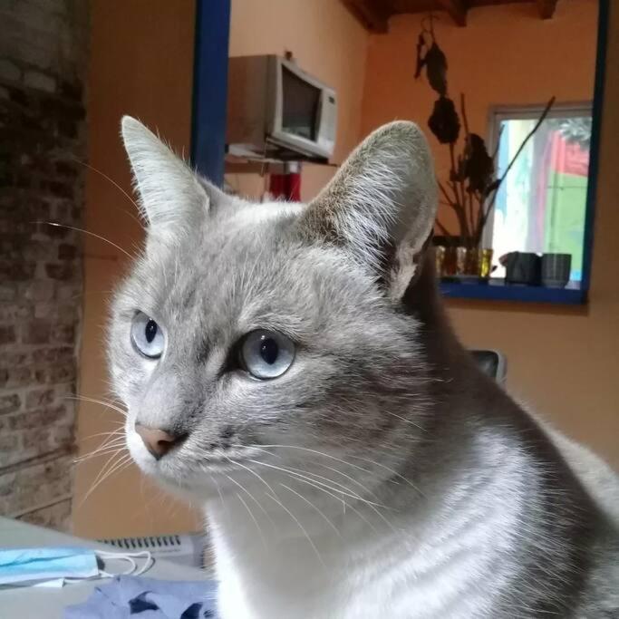 La Casa De Los Murales Avellaneda  Kültér fotó